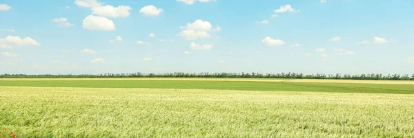 Grünes Gerstenfeld gegen Himmel, Platz für Text. Landwirtschaft — Stockfoto