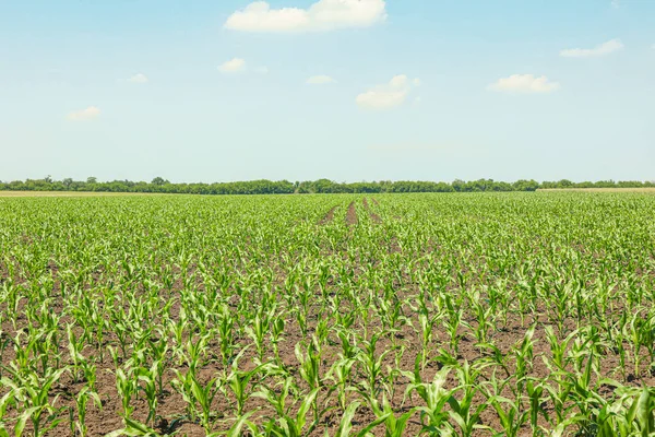 绿色玉米田对天空，文本空间。农业 — 图库照片