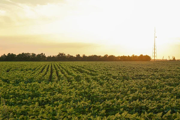 Grünes Sonnenblumenfeld bei Sonnenuntergang, Platz für Text. Landwirtschaft — Stockfoto