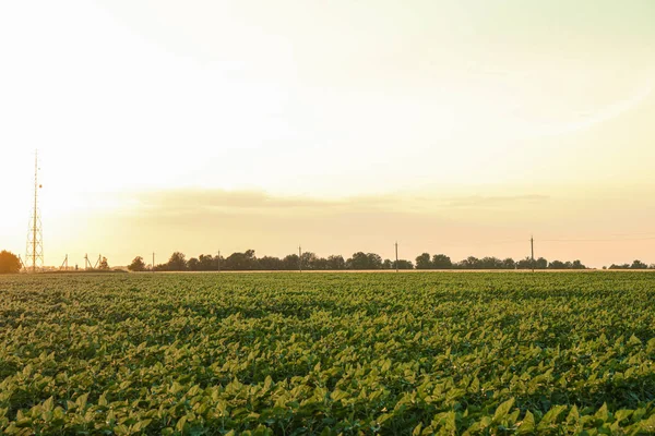 日落时分的绿色向日葵场，文本空间。农业 — 图库照片