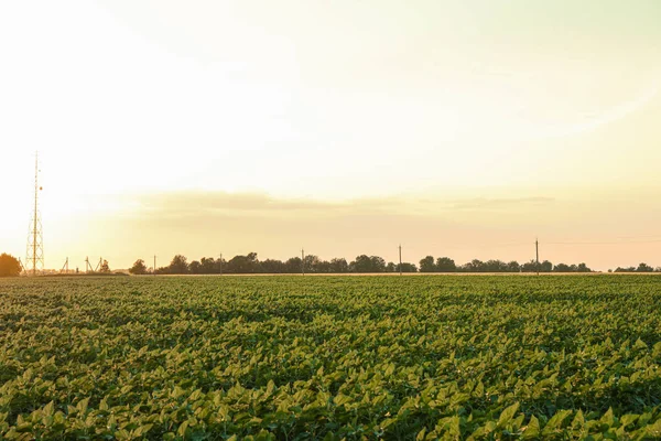 Grünes Sonnenblumenfeld bei Sonnenuntergang, Platz für Text. Landwirtschaft — Stockfoto