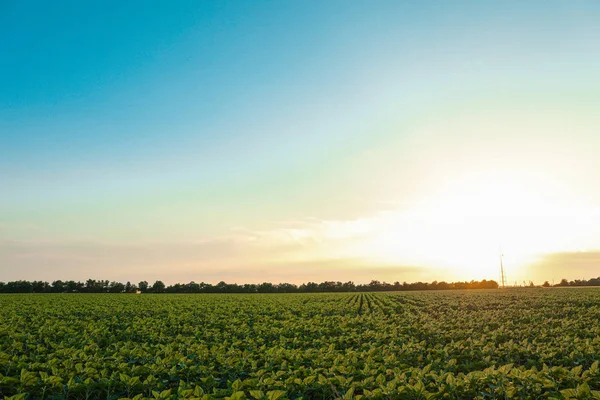 Grünes Sonnenblumenfeld bei Sonnenuntergang, Platz für Text. Landwirtschaft — Stockfoto