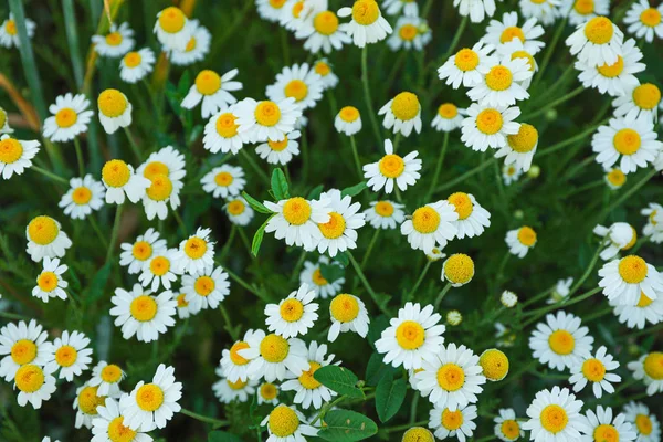 Margaridas de campo bonitas como fundo, vista superior — Fotografia de Stock