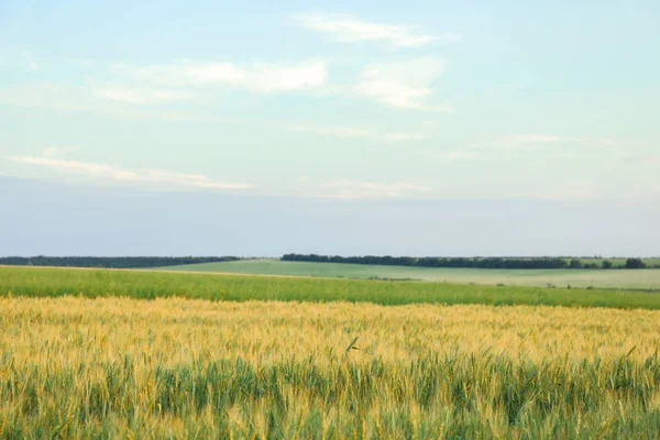 Felder vor blauem Himmel, Platz für Text. Landwirtschaft — Stockfoto