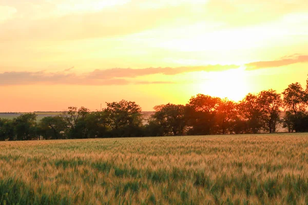 Weizenfeld bei Sonnenuntergang, Platz für Text. Landwirtschaft — Stockfoto