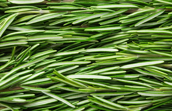 Fresh green rosemary leaves as background, closeup Royalty Free Stock Images
