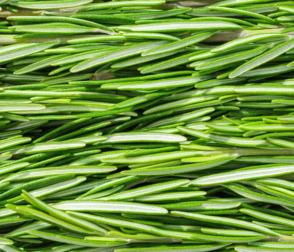 Fresh green rosemary leaves as background, closeup Stock Photo