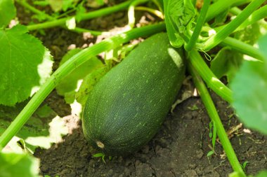 Yeşil kabak bitki ve meyve, yakın