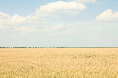 Bulutlu mavi gökyüzüne karşı buğday tarlası, metin için alan