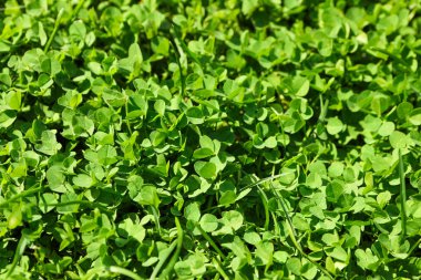 Taze yeşil çim dokusu. Doğal arka plan, yakın