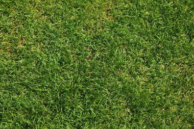 Taze yeşil çim dokusu. Doğal arka plan, metin alanı