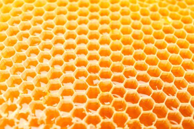 Tüm arka planda tatlı altın bal ile Petekler, yakın