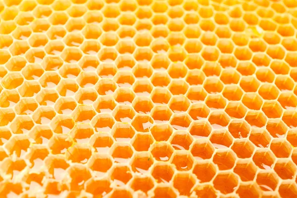 Tüm arka planda tatlı altın bal ile Petekler, yakın