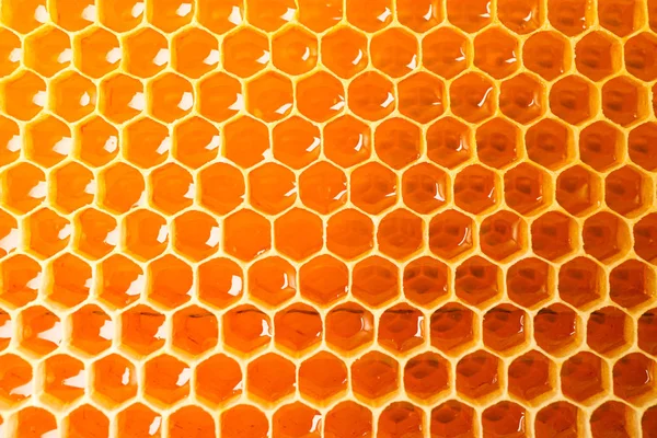 Honeycombs with sweet golden honey on whole background, close up — Stock Photo, Image