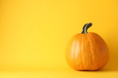 Sarı arka planda balkabağı, metin için alan