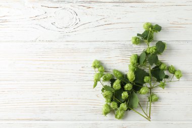 Beyaz ahşap arka plan üzerine hop Dalı, metin için alan