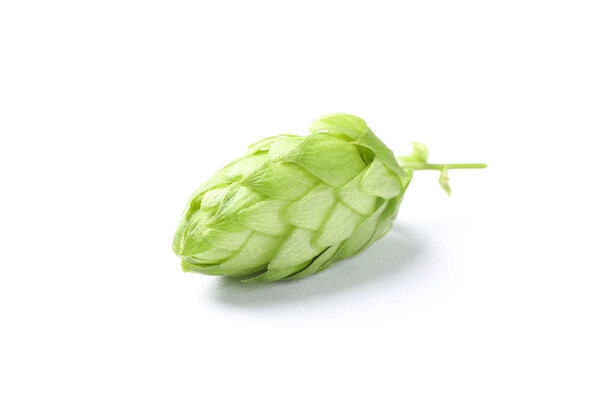 Green fresh hop cone isolated on white background, close up