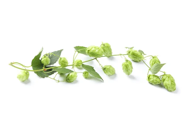 Branch of fresh hop isolated on white background — Stok Foto