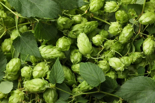 Hop cones and leaves texture, top view