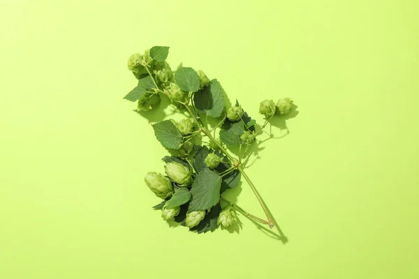 Ramo de lúpulo fresco no fundo verde, espaço para texto — Fotografia de Stock