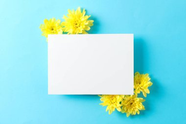 Sarı krizantemler ve mavi arka plan üzerinde boş alan, üst vi