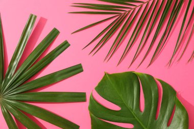 Pembe arka planda farklı palmiye yaprakları, üst görünüm