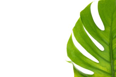 Beyaz arkaplanda yeşil canavar yaprağı