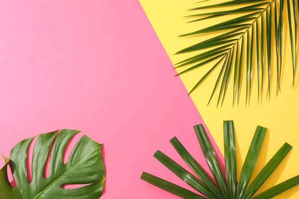 İki renkli arka planda farklı avuç içi yaprakları, kopyalama alanı