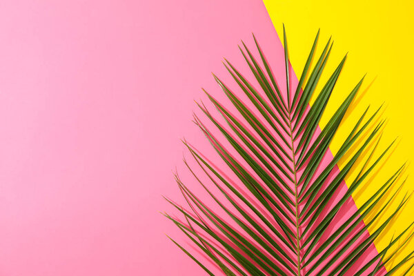 Howea palm leaves on two tone background, copy space