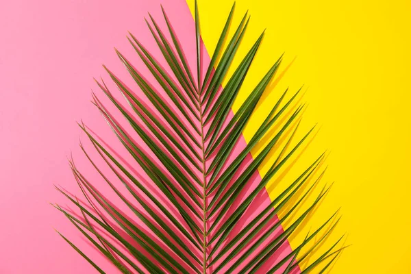 Howea palmiye iki ton arka plan üzerinde bırakır, kopyalama alanı