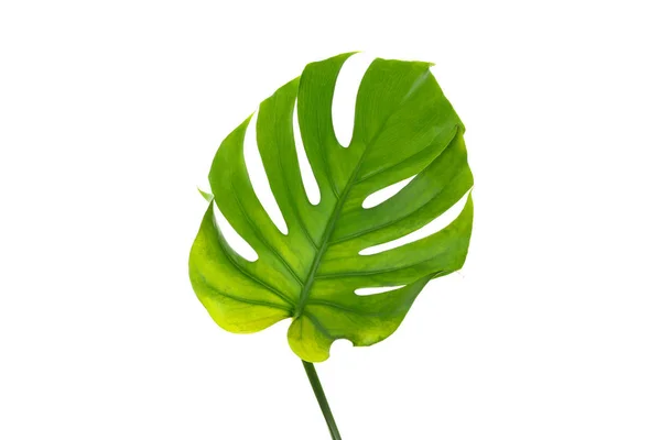Folha de monstera verde isolada no fundo branco — Fotografia de Stock