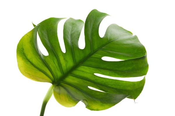 Zielony liść monstera izolowany na białym tle — Zdjęcie stockowe