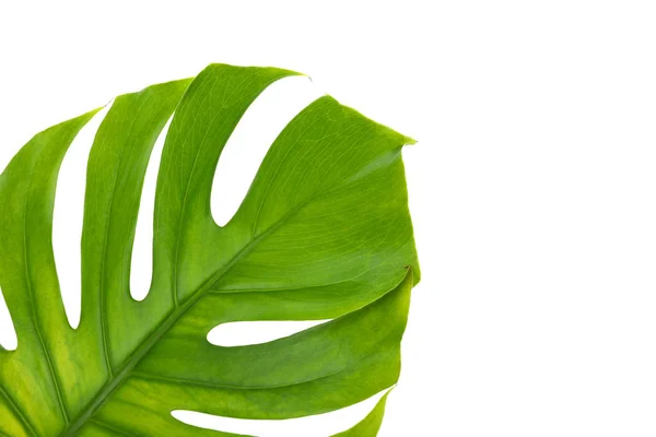 Grünes Monsterblatt isoliert auf weißem Hintergrund — Stockfoto