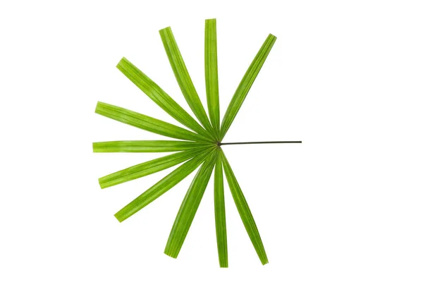 Зелене листя пальми ізольовані на білому фоні — стокове фото