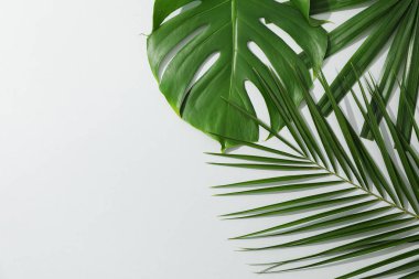 Gri arka planda farklı avuç içi yaprakları, kopyalama alanı