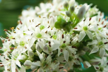 Palmiye yapraklarının bulanık arka plan üzerinde Allium çiçek, closeup