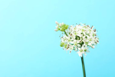 Mavi arka plan üzerinde beyaz allium çiçekler, kopya alanı
