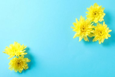 Mavi arka plan üzerinde sarı krizantemler, metin için alan