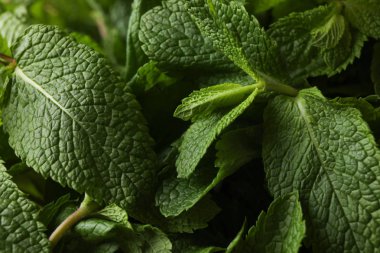 Tüm arka planda yeşil nane doku arka plan, yakın