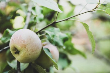 Bahçedeki elma dalı. Metin için boşluk