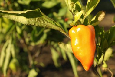 Bahçede portakallı dolma biber dalı, metin için boşluk