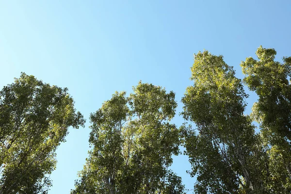 Álamos contra el cielo azul, espacio para el texto — Foto de Stock