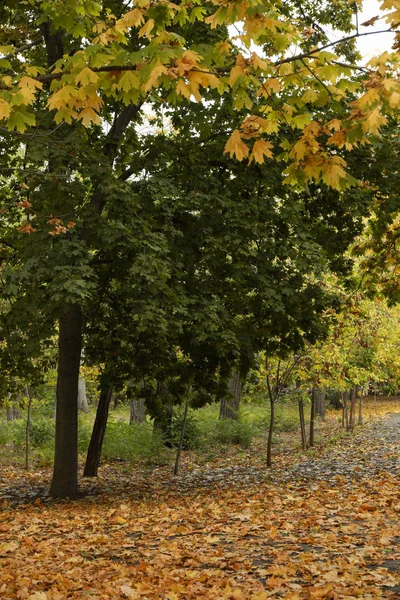 Arbres et feuilles d'automne éparpillés sur un sentier dans le parc — Photo