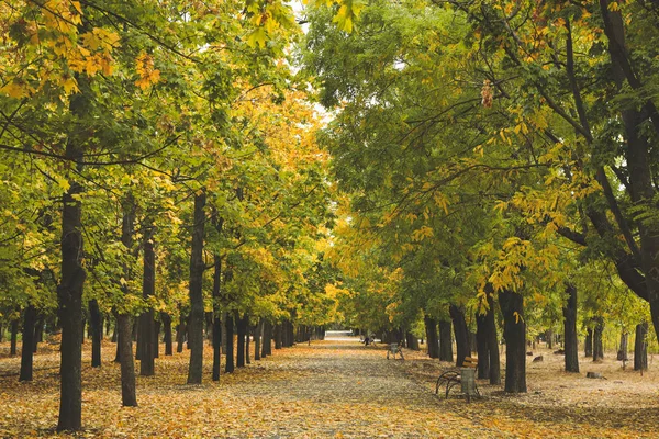 Beau parc avec des arbres et des feuilles jaunes tombées. Terres d'automne — Photo