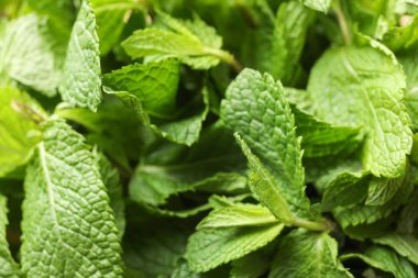 Tüm arka planda yeşil nane doku arka plan, yakın