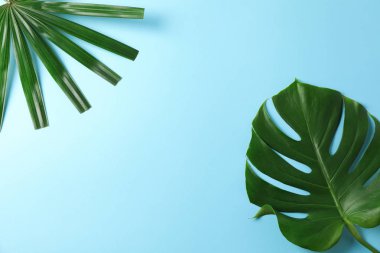 Mavi arka planda farklı avuç içi yaprakları, kopyalama alanı