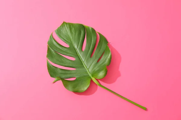 Green monstera on pink background, space for text — Stock Photo, Image