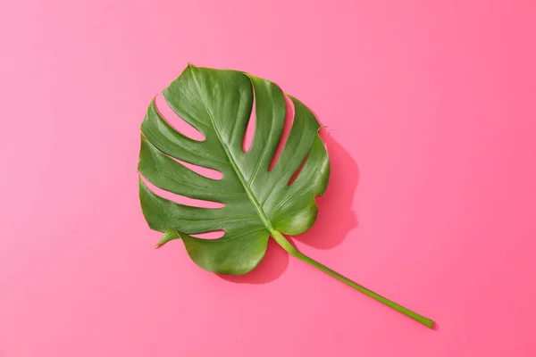 Monstera verde sobre fundo rosa, espaço para texto — Fotografia de Stock