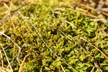 Metin için yeşil yosun dokusu, makro ve boşluk