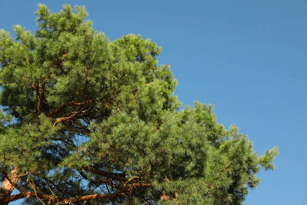 Boven op de dennenboom tegen de blauwe lucht. Zonnige dag — Stockfoto